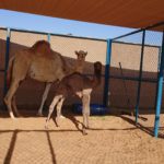 velbloudi v poušti Dubaj